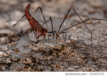 Adult Stretched Thief Spider Adult Stretched Thief Spider 91507551