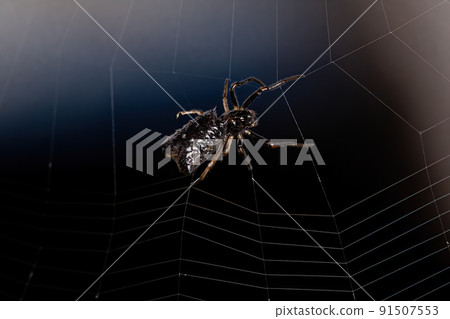 Small Female Orbweaver Spider 91507553