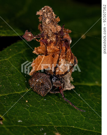 Small Orbweaver Spider on a Small Bagworm Moth Small Orbweaver Spider on a Small Bagworm Moth 91507562