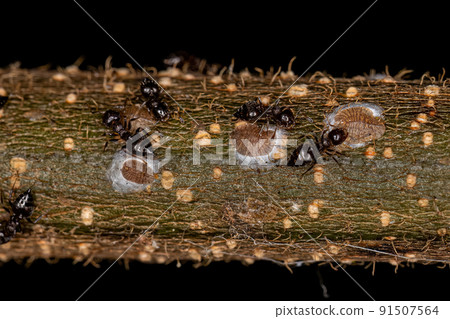 Adult Female Cocktail Ants with small Mealybugs insects Adult Female Cocktail Ants with small Mealybugs insects 91507564