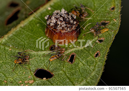 Assassin Bug Nymphs with eggs Assassin Bug Nymphs with eggs 91507565