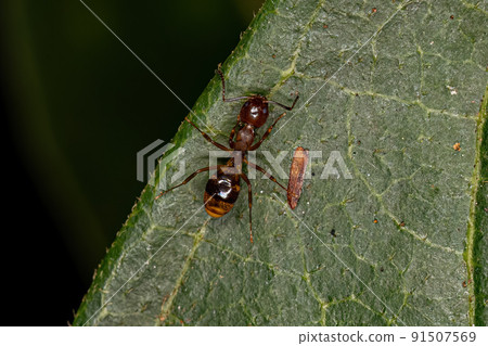Adult Odorous Ant 91507569