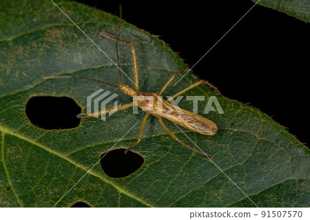 Adult Assassin Bug 91507570