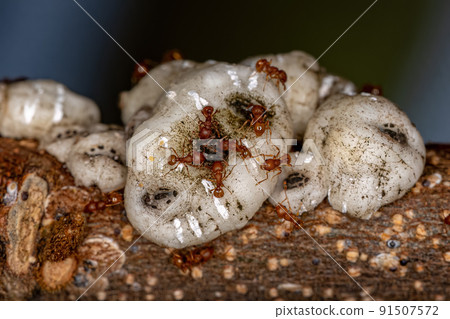 Adult Higher Myrmicine Ants Adult Higher Myrmicine Ants 91507572