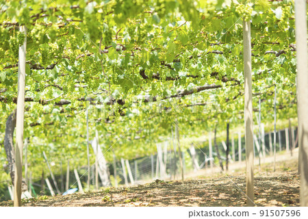 Shine Muscat field in Koshu City, Yamanashi Prefecture 91507596