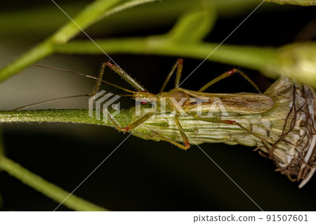 Adult Assassin Bug Adult Assassin Bug 91507601