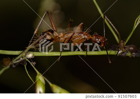 Adult Female Carpenter Ant 91507603
