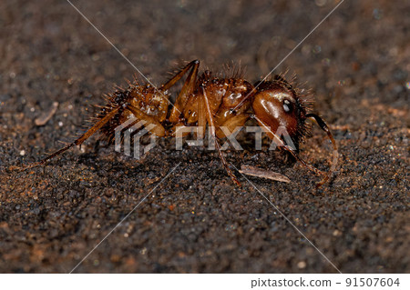 Adult Female Carpenter Ant Adult Female Carpenter Ant 91507604