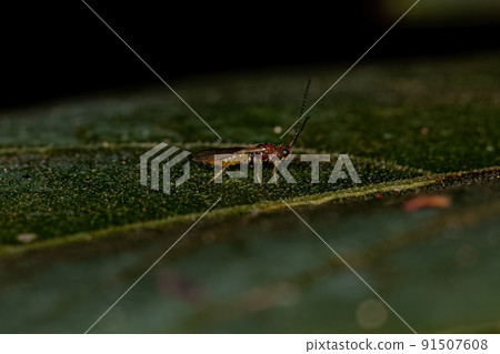Adult Braconid Wasp Adult Braconid Wasp 91507608
