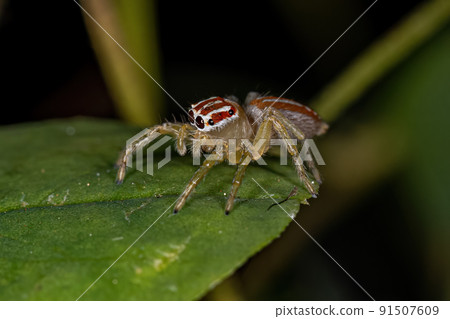 Small Female Jumping Spider Small Female Jumping Spider 91507609