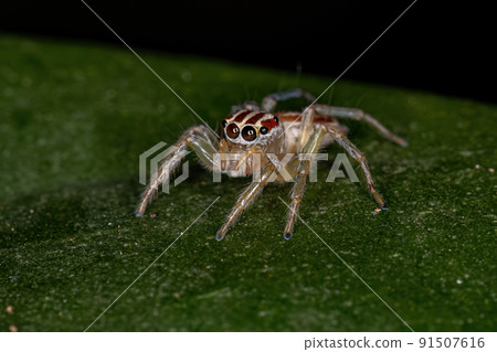 Small Female Jumping Spider Small Female Jumping Spider 91507616