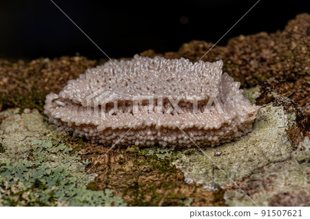Small Planthopper Eggs Small Planthopper Eggs 91507621