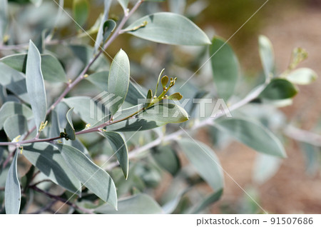 Silver and gold foliage of the Australian native Myall wattle Acacia binervia Sterling Silver cultivar, family Fabaceae. Small tree with a mounding growth habit. Spring flowering. Drought tolerant Silver and gold foliage of the Australian native Myall wattle Acacia binervia Sterling Silver cultivar, family Fabaceae. Small tree with a mounding growth habit. Spring flowering. Drought tolerant 91507686