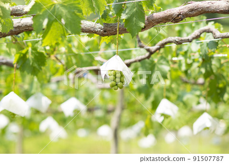 Shine Muscat Shine Muscat 91507787