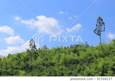 初夏景觀 初夏景觀 91508237
