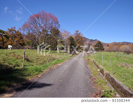Scenery of Yatsugatake Ranch 91508344
