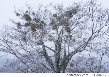 雪天寄生在一棵大樹上的槲寄生 91508717