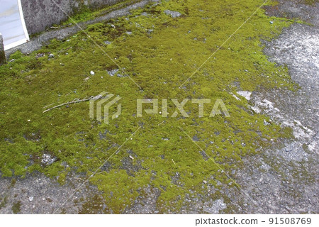 Moss growing on shaded concrete 91508769