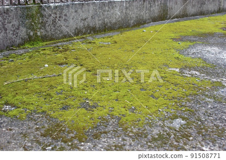 Moss growing on shaded concrete 91508771