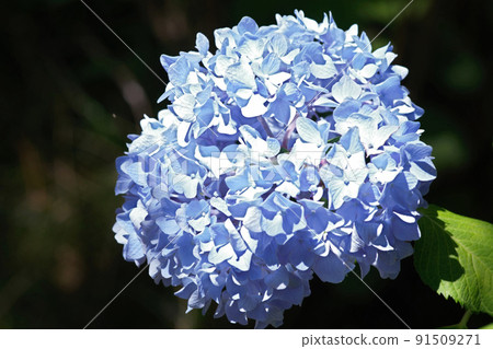 Hydrangea shooting with CCD sensor 91509271