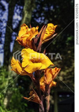 Canna indica, known as Indian shot 91509376