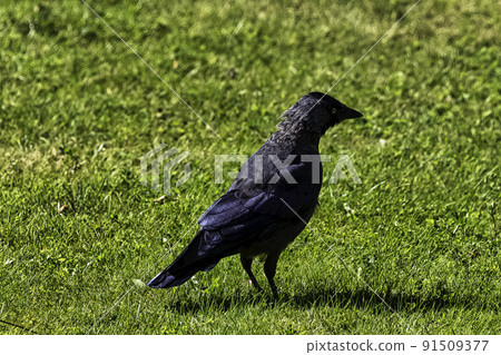 Coloeus monedula also known as western jackdaw Coloeus monedula also known as western jackdaw 91509377