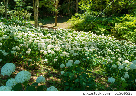 神戶森林植物園 神戶森林植物園 91509523