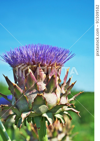 Artichoke flowers seen from the side (summer, June) Artichoke flowers seen from the side (summer, June) 91509582