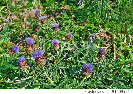 Artichoke flowers that collapsed due to the wind and rain but have begun to bloom again (Summer, June) 91509595
