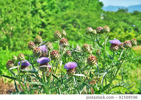 Blooming artichoke flowers (summer, June) 91509596