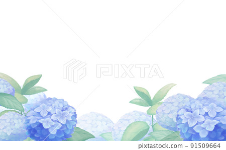 Scenery where blue hydrangea blooms 91509664