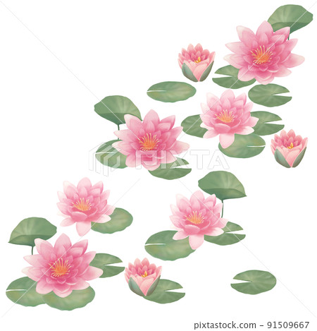 景觀與粉紅色的蓮花 91509667