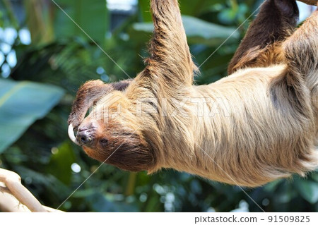 Sloth requesting a refill of rice Sloth requesting a refill of rice 91509825