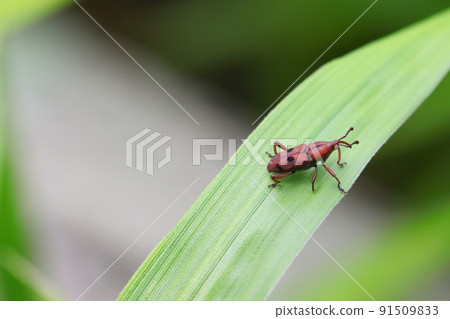 Tohoshita weevil Tohoshita weevil 91509833