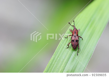 Tohoshita weevil Tohoshita weevil 91509835