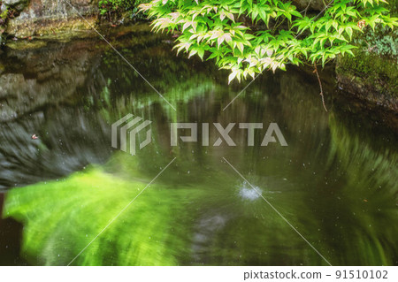 Early summer scenery of green leaves and pond 91510102