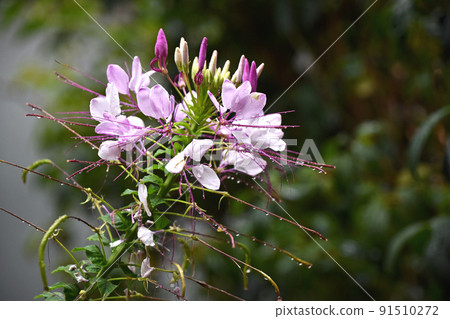 Creosé flowers in the rain Creosé flowers in the rain 91510272