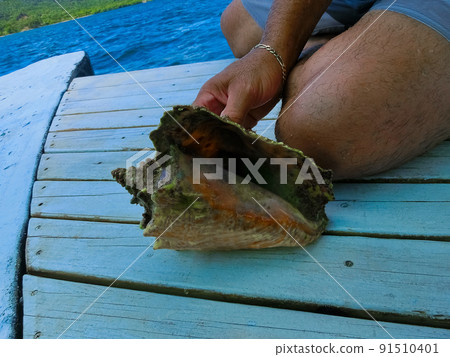 Sea shells souvenirs somewhere Sea shells souvenirs somewhere 91510401