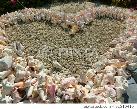 Underwater shells on the sand on the shore of the Indian Ocean. Maldives Islands. 91510410
