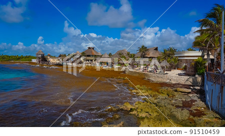 Algae pollute at beach in Mexico. A bunch of seaweed washed ashore. 91510459