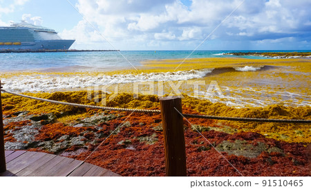 Algae pollute at beach in Mexico. A bunch of seaweed washed ashore. Algae pollute at beach in Mexico. A bunch of seaweed washed ashore. 91510465