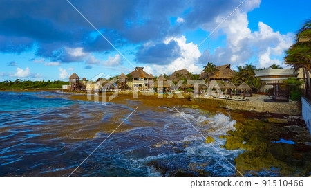 Algae pollute at beach in Mexico. A bunch of seaweed washed ashore. 91510466
