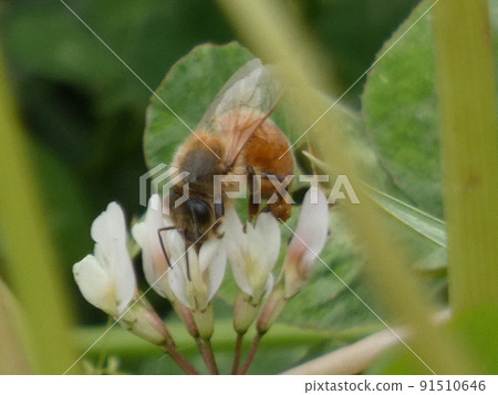 蜜蜂覓食花蜜 蜜蜂覓食花蜜 91510646