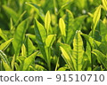 靜岡的新茶，茶葉上升 7 91510710