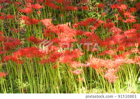 Cluster amaryllis 91510801