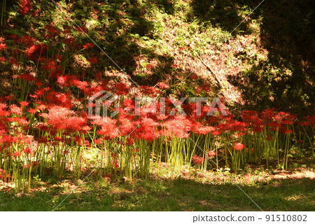 Cluster amaryllis 91510802
