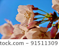 櫻花和藍天 2 91511309