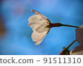 櫻花和藍天 3 91511310