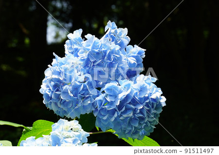 Blooming blue hydrangea 91511497