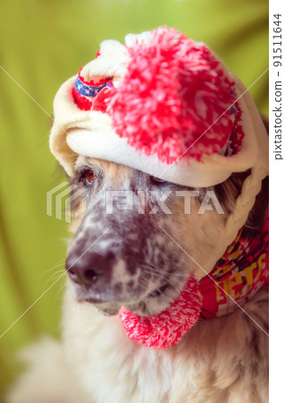 Funny portrait of big dog in hat 91511644